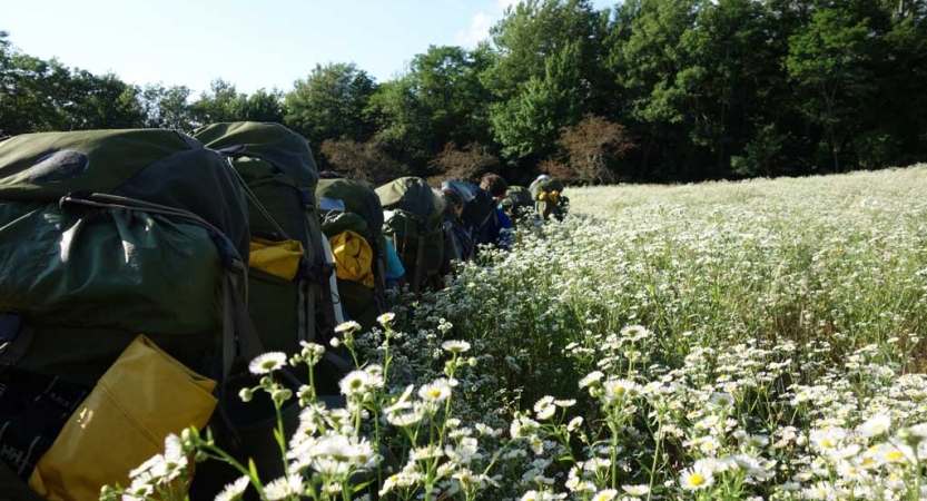 A line of people wearing backpacks make their way through a field of wildflowers. In the background, there is a line of thick trees.